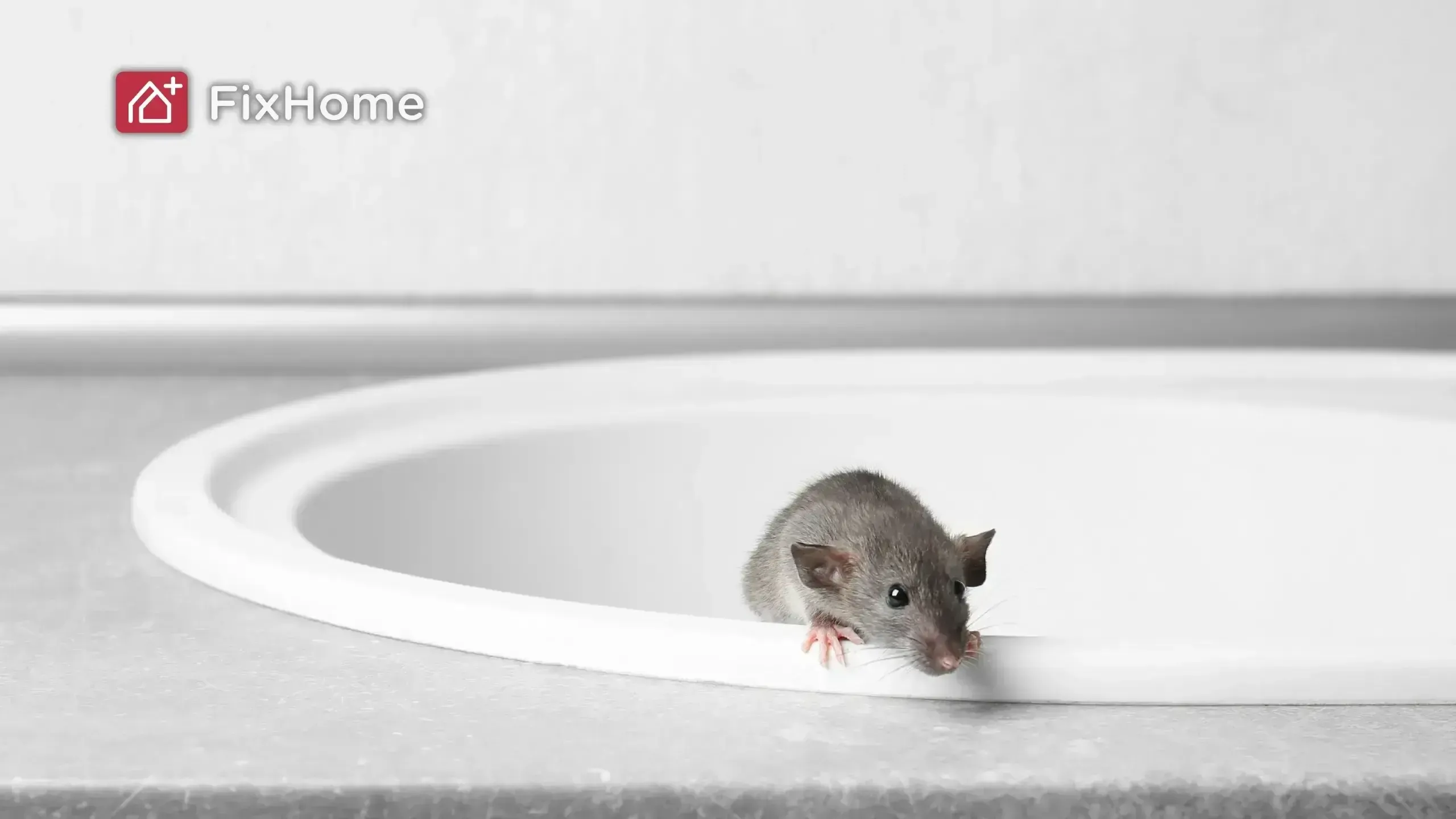 A Rat Getting Out of a Sink